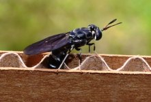 Black_soldier_fly_depositing_eggs_in_cardboard.jpg