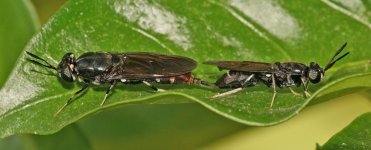 Black_soldier_flies_mating.jpg