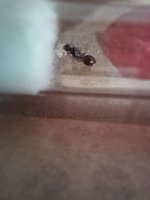 IMG_20250628_172318.jpg