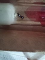 IMG_20250628_172257.jpg