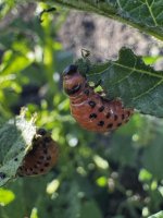 IMG_2627.jpeg