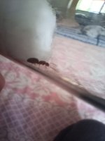 IMG_20250606_150620.jpg