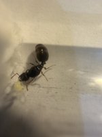 IMG_4501.jpeg
