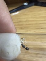 IMG_0010.jpeg