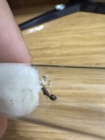 IMG_0007.jpeg