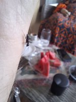 20250629_125240.jpg