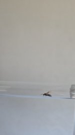IMG-20250629-WA0048.jpeg