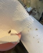 IMG_5373.jpeg