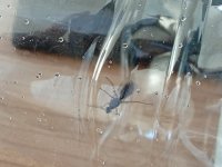 IMG_20250630_163741.jpg
