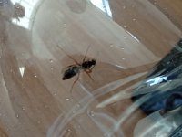 IMG_20250630_163643.jpg