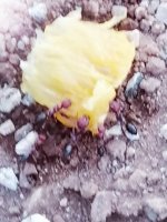 IMG_20250308_190106.jpg