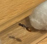IMG_0499.JPEG