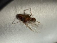 IMG_0423.jpeg