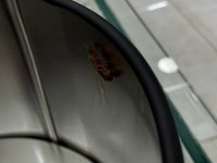 IMG_0420.jpeg