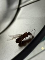 IMG_0419.jpeg