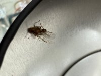 IMG_0421.jpeg