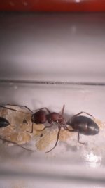 IMG_1240.jpeg