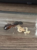 IMG_3541.jpeg