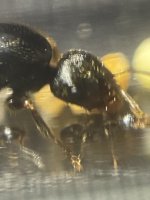 IMG_0385.jpeg