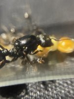 IMG_0382.jpeg