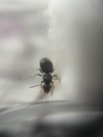 IMG_2178.jpeg