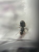 IMG_2179.jpeg