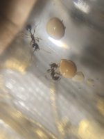 IMG_4851.jpeg