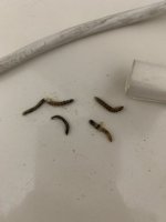 IMG_0444.jpeg