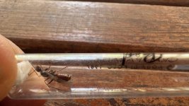 IMG_1729.jpeg