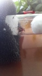 nazlının yumurtaları.jpg