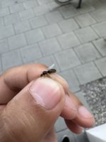 IMG_3250.jpeg