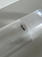 IMG_2650.jpeg