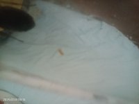 1000131575.jpg 1000131575.jpg