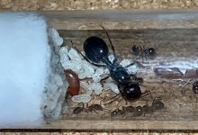 IMG_1106.jpeg
