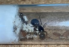 IMG_1102.jpeg
