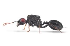 Messor-barbarus.jpg
