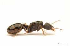 teramoriumcaespitum-karincadunyasi.jpg