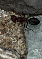 IMG_0998.jpeg