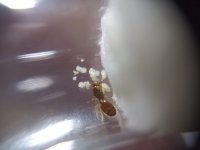 tetramorium 1.jpeg