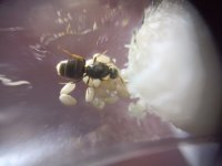 lasius.jpeg