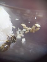 2 lasius.jpeg