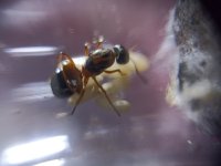 formica (1).jpeg