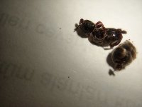 IMG_20250705_131730.jpg
