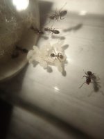 IMG_20250705_131429.jpg