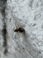 IMG_3295.jpeg