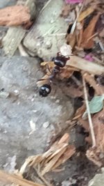 IMG_20250705_21043927.jpeg