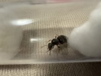 IMG_3547.jpeg