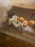 IMG_0457.jpeg