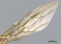 600px-Lasius_bicornis_casent0903211_p_2_high.jpg