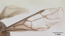 600px-Lasius_distinguendus_casent0172738_profile_2.jpg